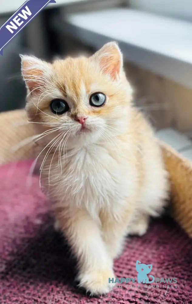 Quentin British Shorthair male black golden shaded live animals