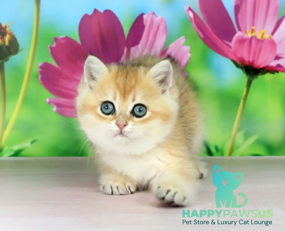 Quentin British Shorthair male black golden shaded - live animals