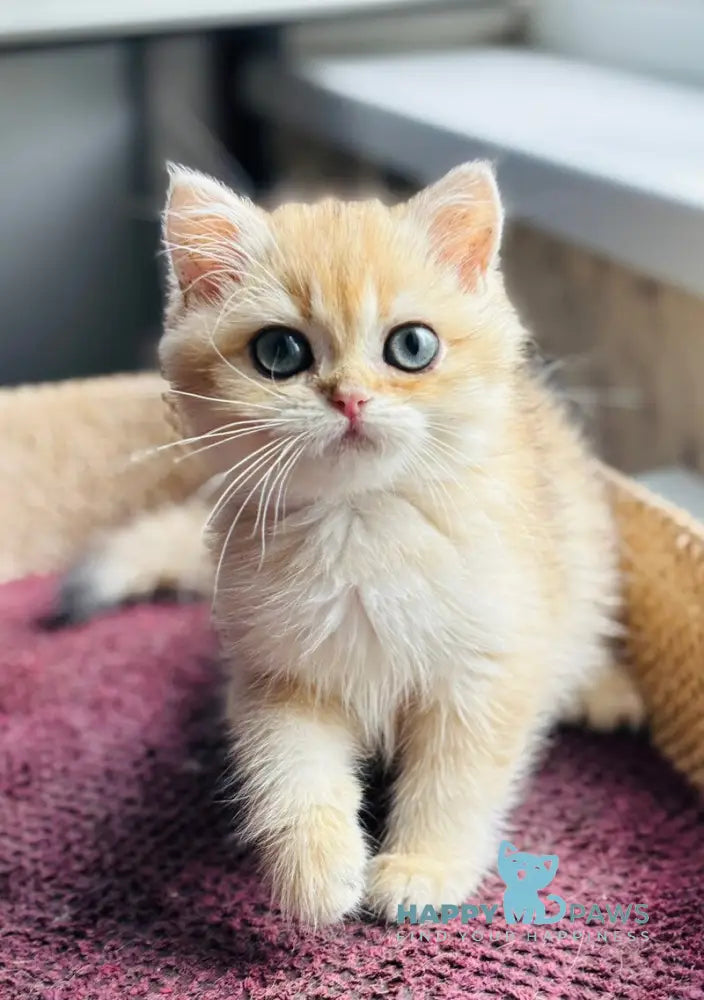 Quentin British Shorthair male black golden shaded live animals