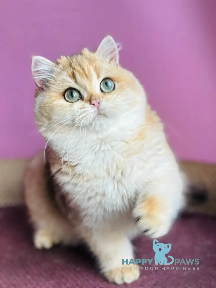 Quentin British Shorthair male black golden shaded live animals