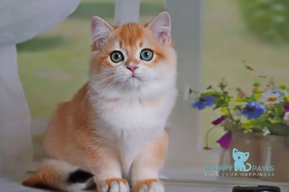 Quentin British Shorthair male black golden shaded live animals