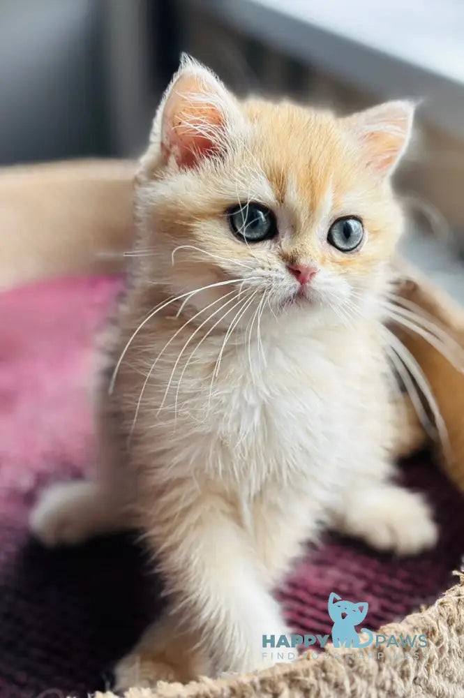 Quentin British Shorthair male black golden shaded live animals