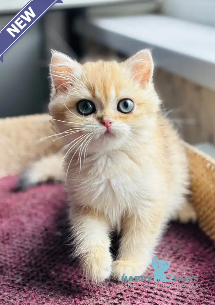 Quentin British Shorthair male black golden shaded live animals
