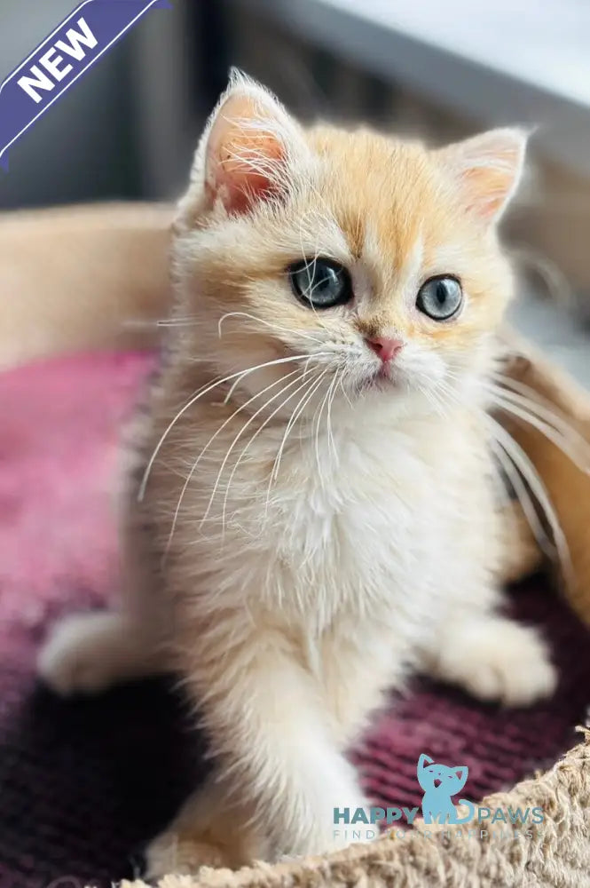 Quentin British Shorthair male black golden shaded live animals
