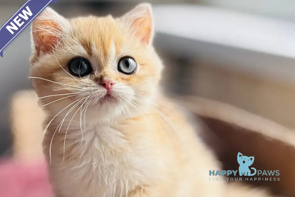 Quentin British Shorthair male black golden shaded live animals