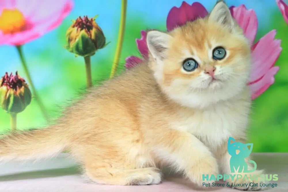 Quentin British Shorthair male black golden shaded - live animals