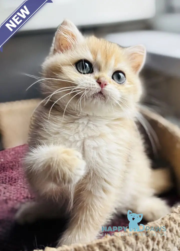 Quentin British Shorthair male black golden shaded live animals