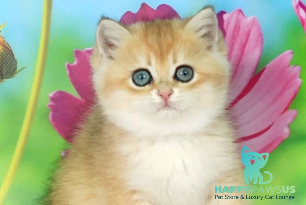 Quentin British Shorthair male black golden shaded - live animals