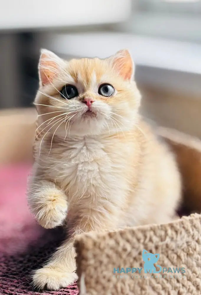 Quentin British Shorthair male black golden shaded live animals