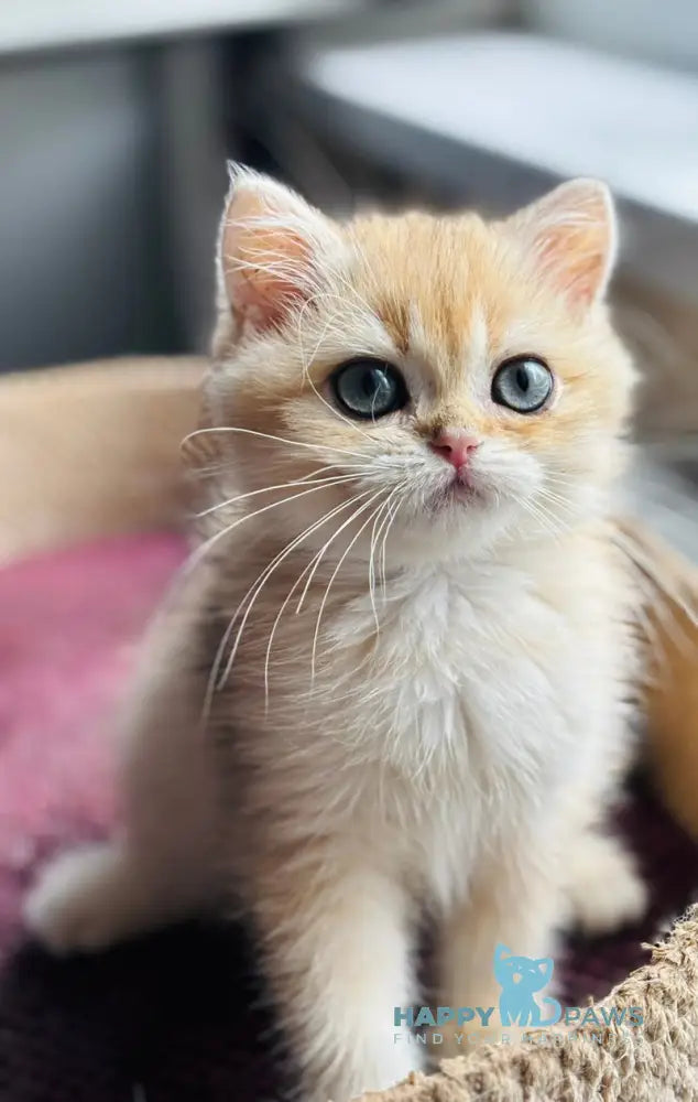 Quentin British Shorthair male black golden shaded live animals