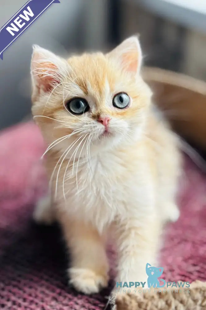 Quentin British Shorthair male black golden shaded live animals