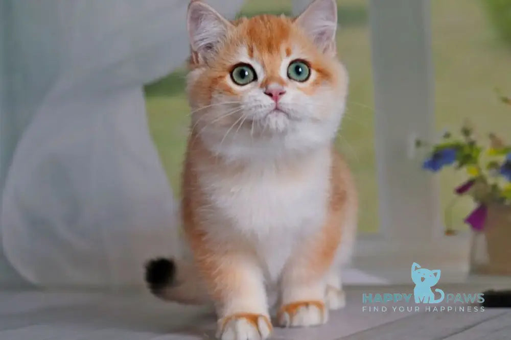 Quentin British Shorthair male black golden shaded live animals