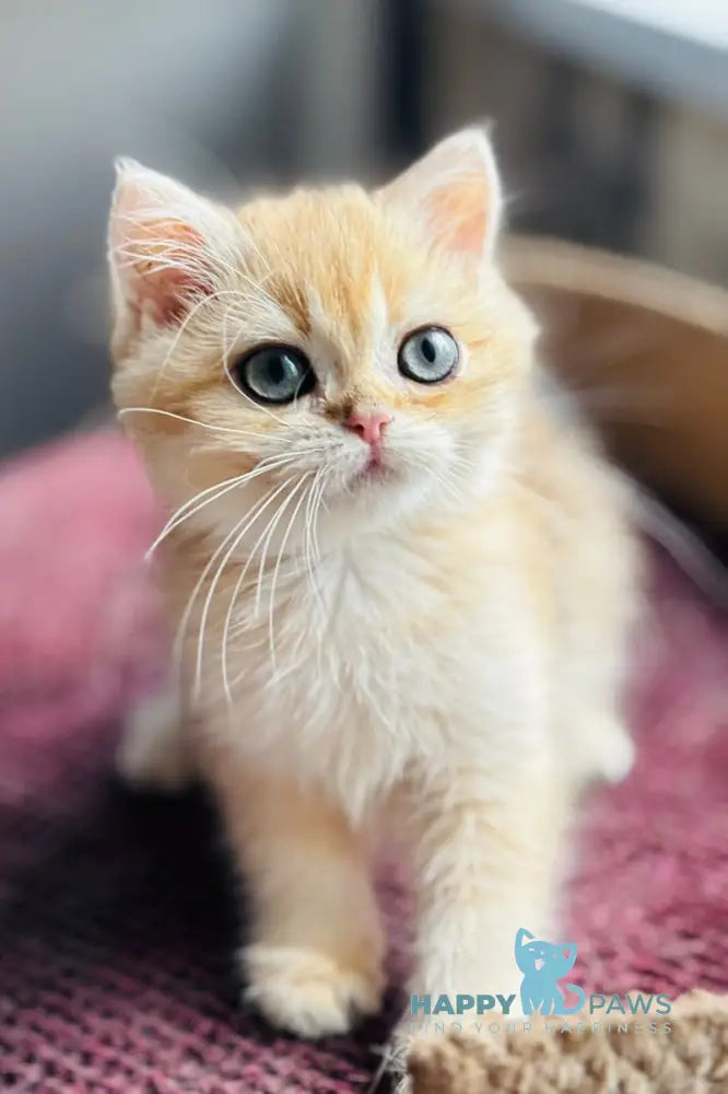Quentin British Shorthair male black golden shaded live animals