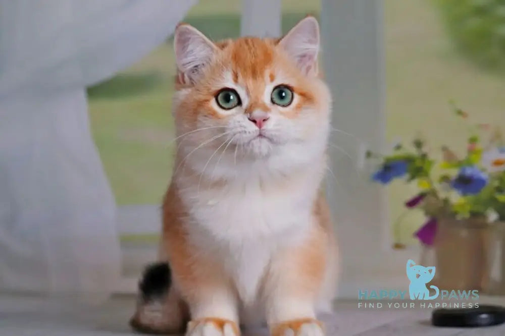 Quentin British Shorthair male black golden shaded live animals