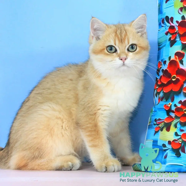 Quentin British Shorthair male black golden shaded - live animals