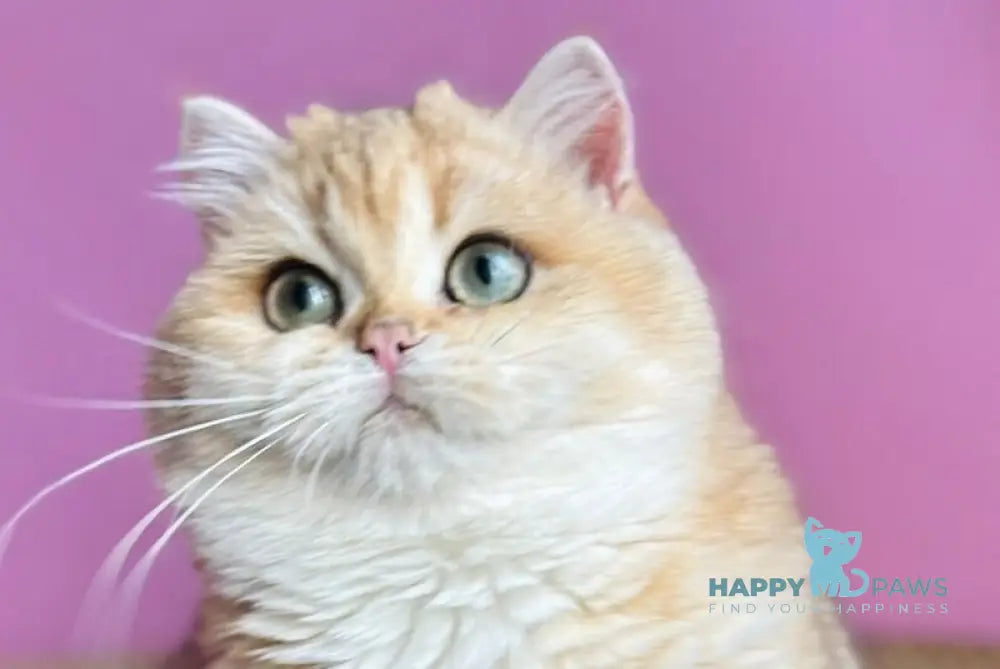 Quentin British Shorthair male black golden shaded live animals