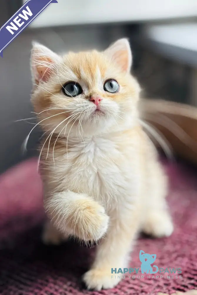 Quentin British Shorthair male black golden shaded live animals