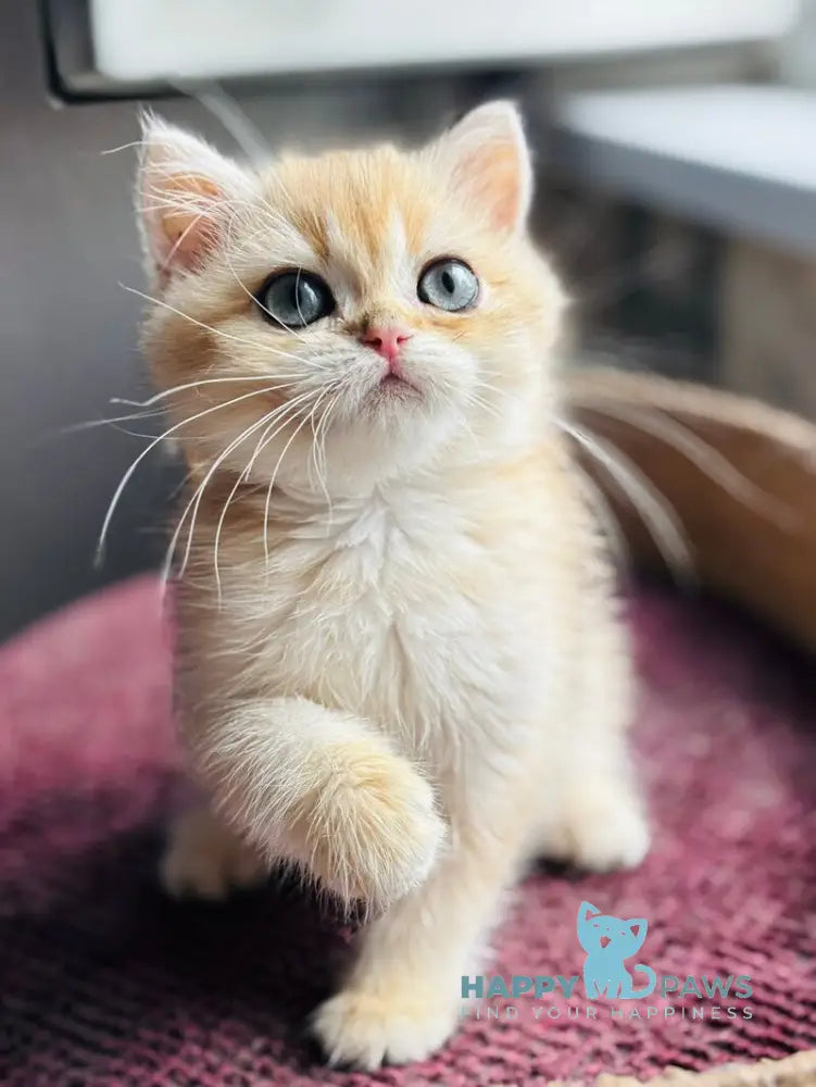 Quentin British Shorthair male black golden shaded live animals