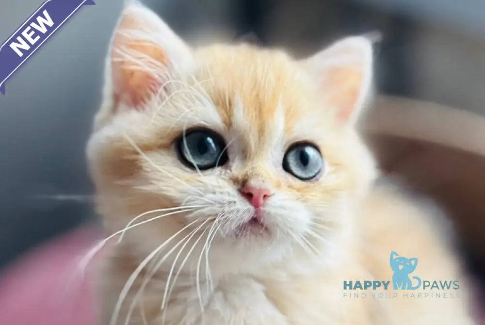 Quentin British Shorthair male black golden shaded live animals
