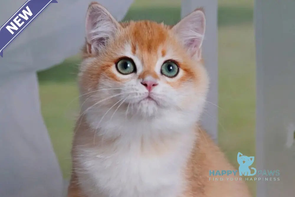 Quentin British Shorthair male black golden shaded live animals