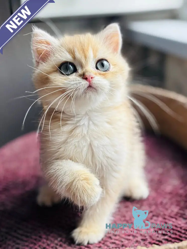 Quentin British Shorthair male black golden shaded live animals