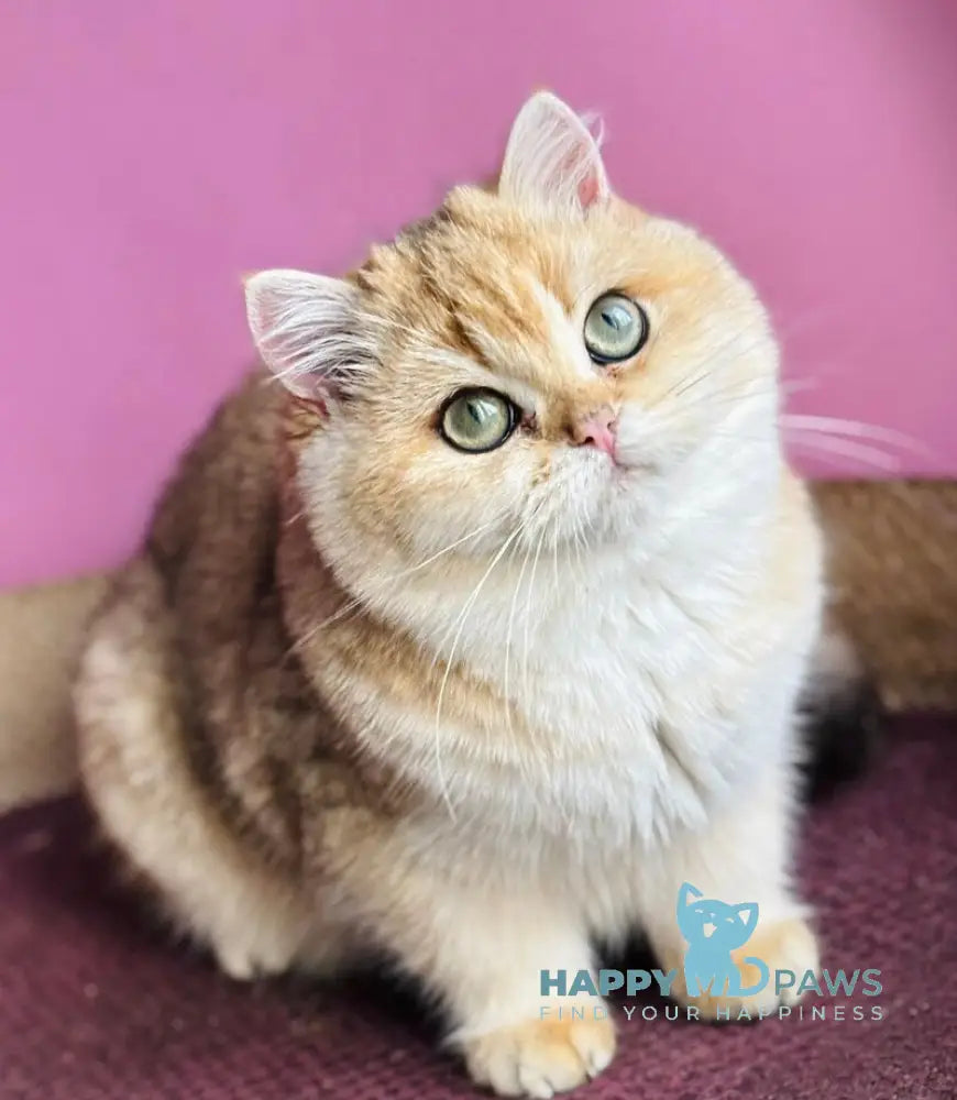 Quentin British Shorthair male black golden shaded live animals