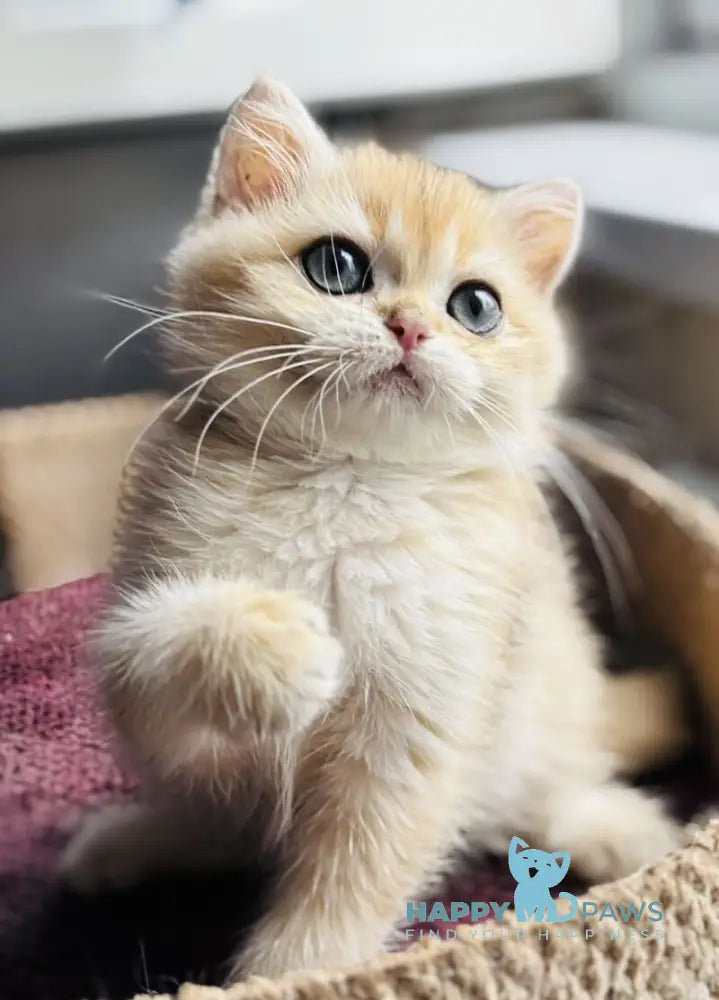 Quentin British Shorthair male black golden shaded live animals