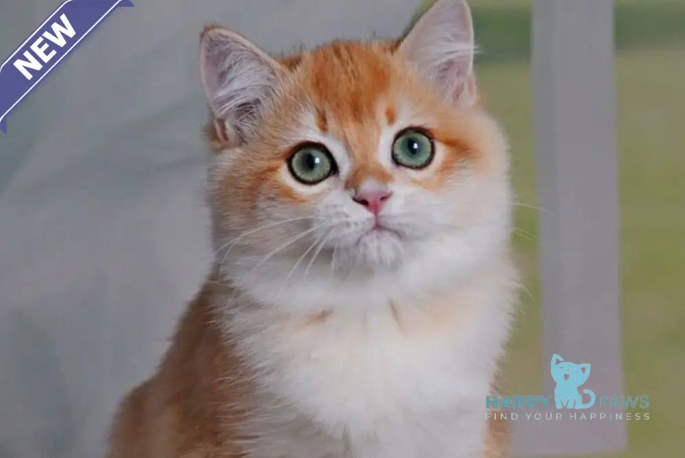 Quentin British Shorthair male black golden shaded live animals