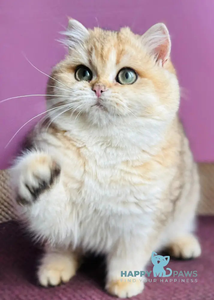 Quentin British Shorthair male black golden shaded live animals