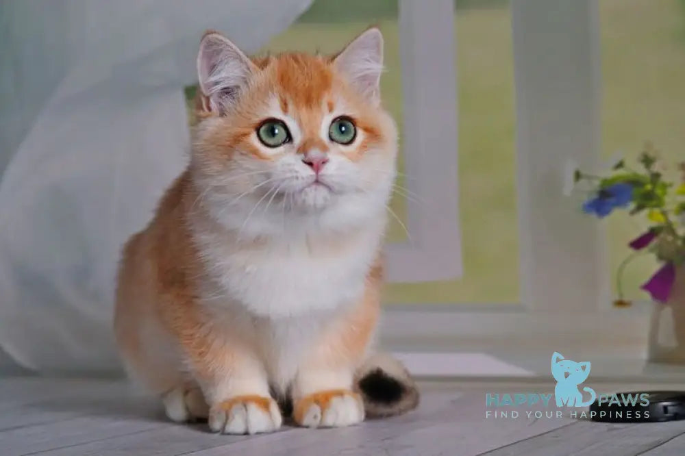 Quentin British Shorthair male black golden shaded live animals