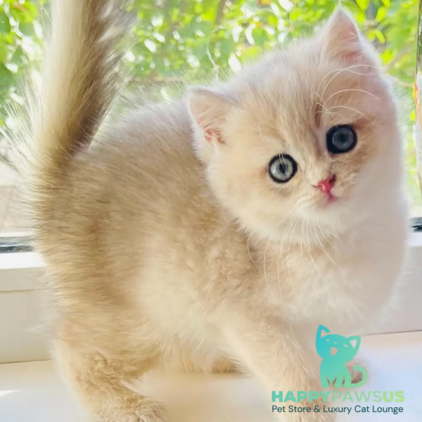 Quentin British Shorthair male blue golden shaded - live animals