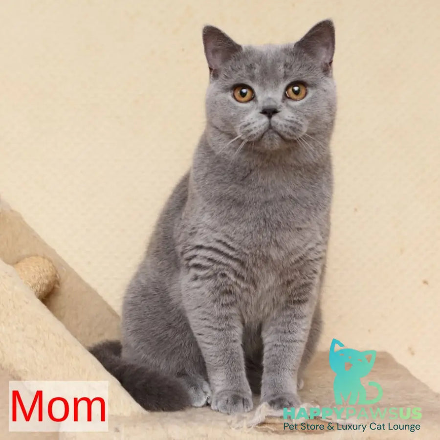 Quentin British Shorthair male blue - live animals