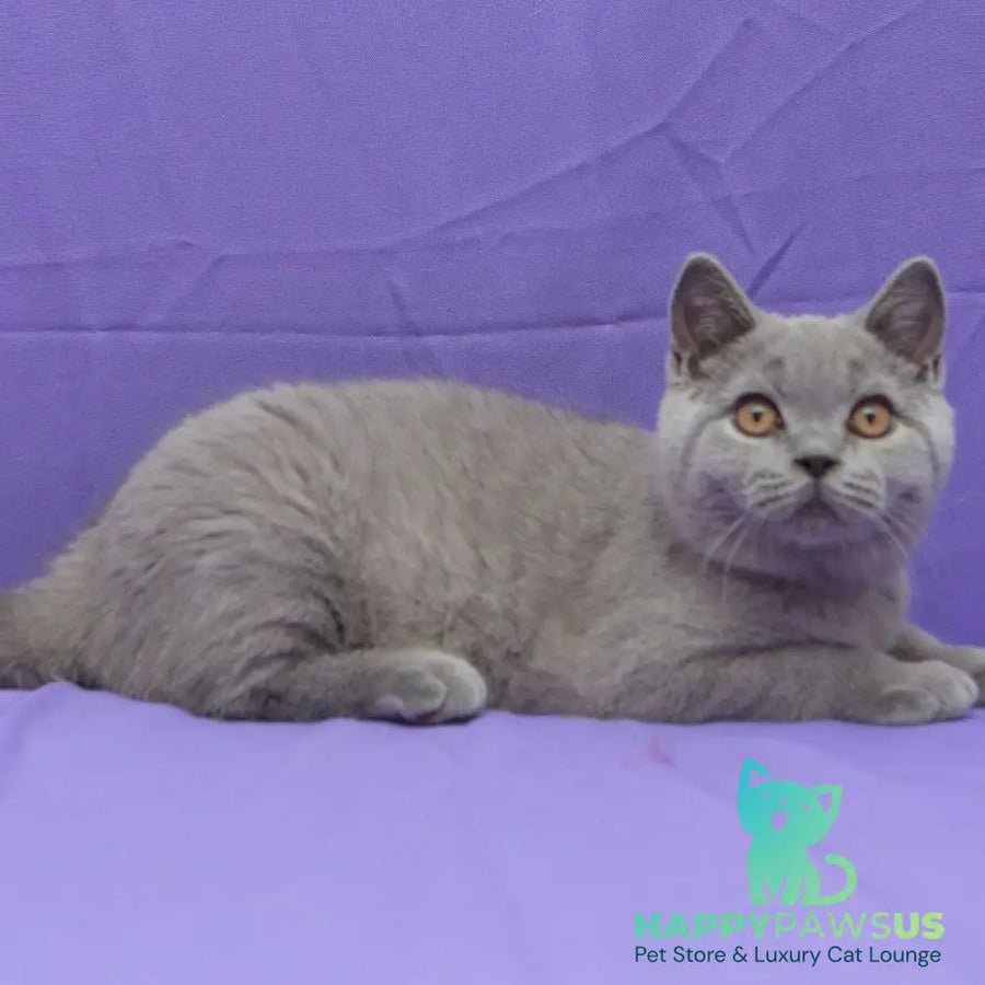 Quentin British Shorthair male blue - live animals