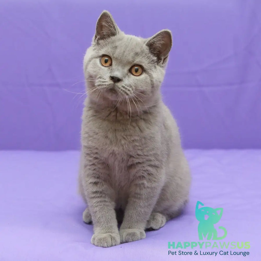 Quentin British Shorthair male blue - live animals