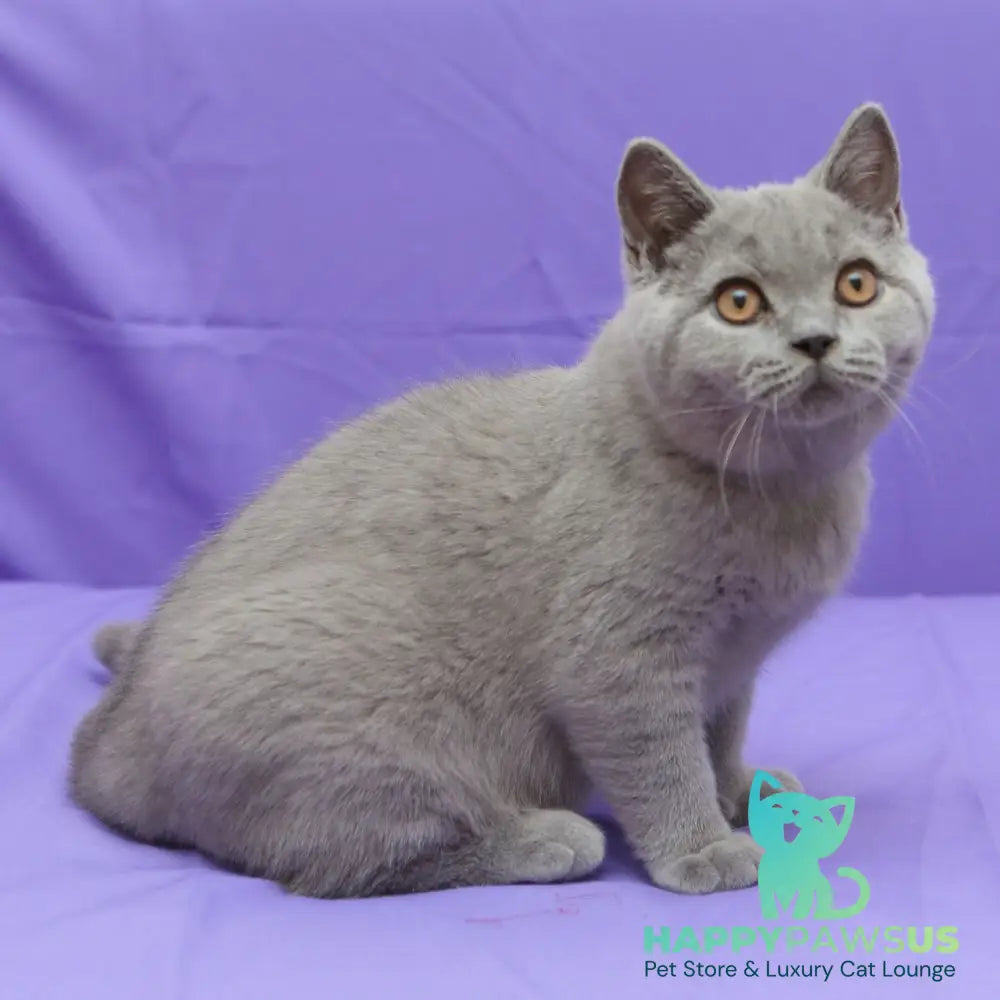 Quentin British Shorthair male blue - live animals
