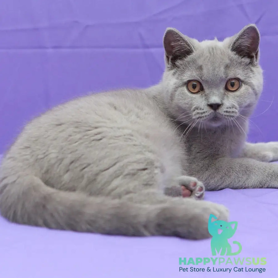 Quentin British Shorthair male blue - live animals