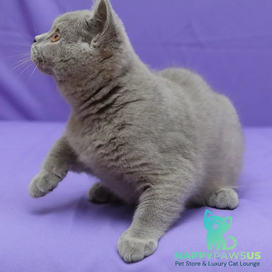 Quentin British Shorthair male blue - live animals