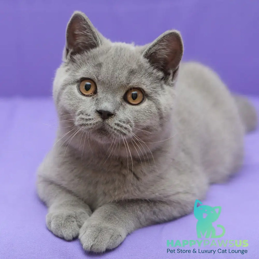 Quentin British Shorthair male blue - live animals