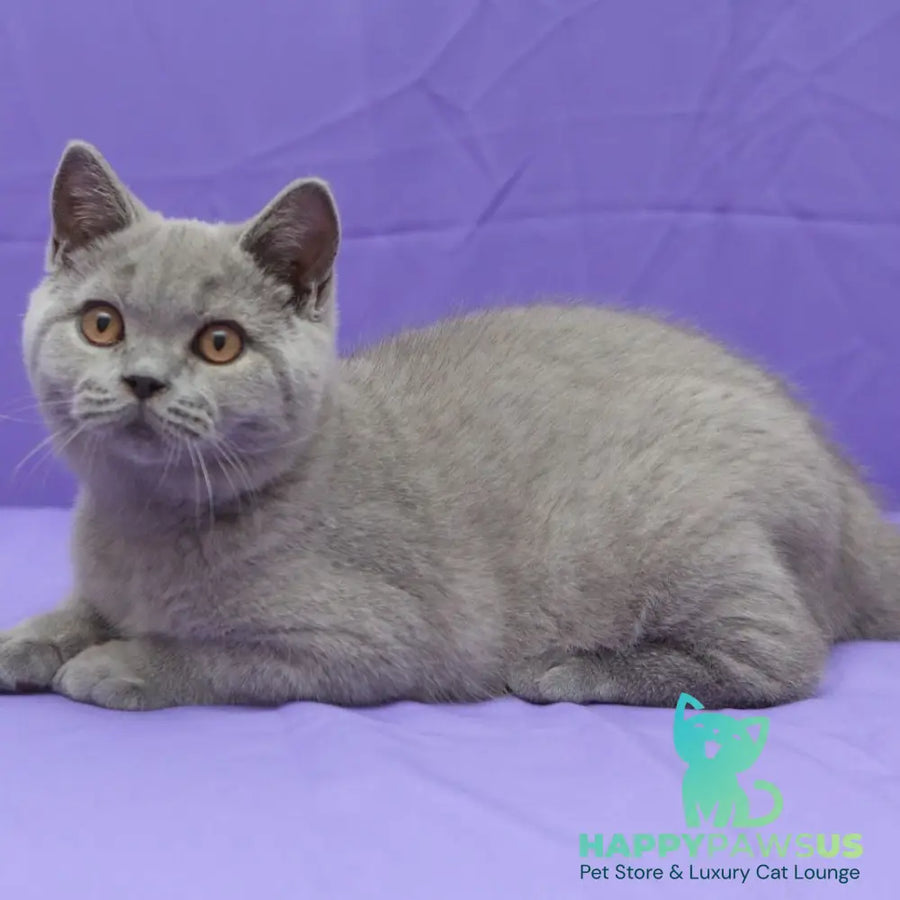 Quentin British Shorthair male blue - live animals