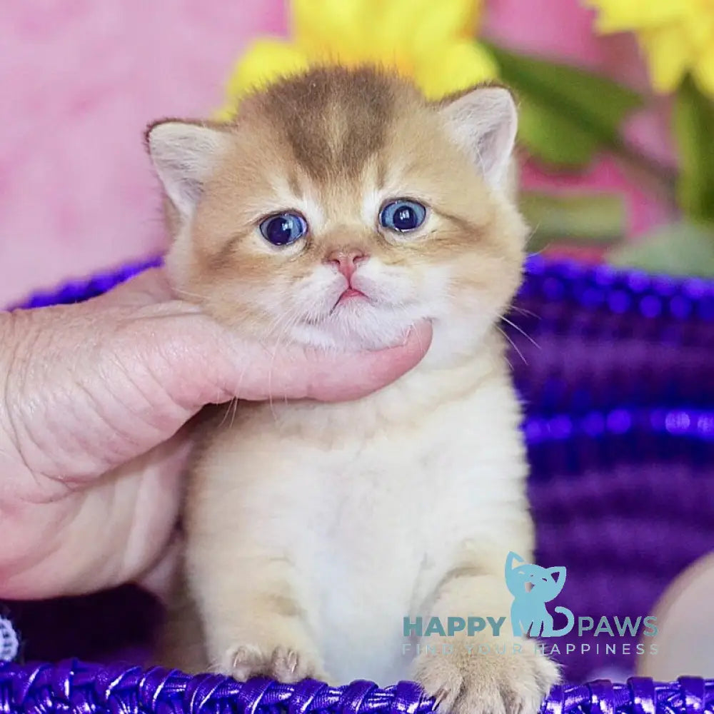 Quentin British Shorthair male chocolate golden shaded live animals