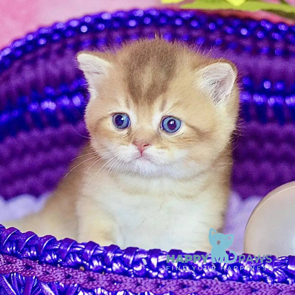 Quentin British Shorthair male chocolate golden shaded live animals