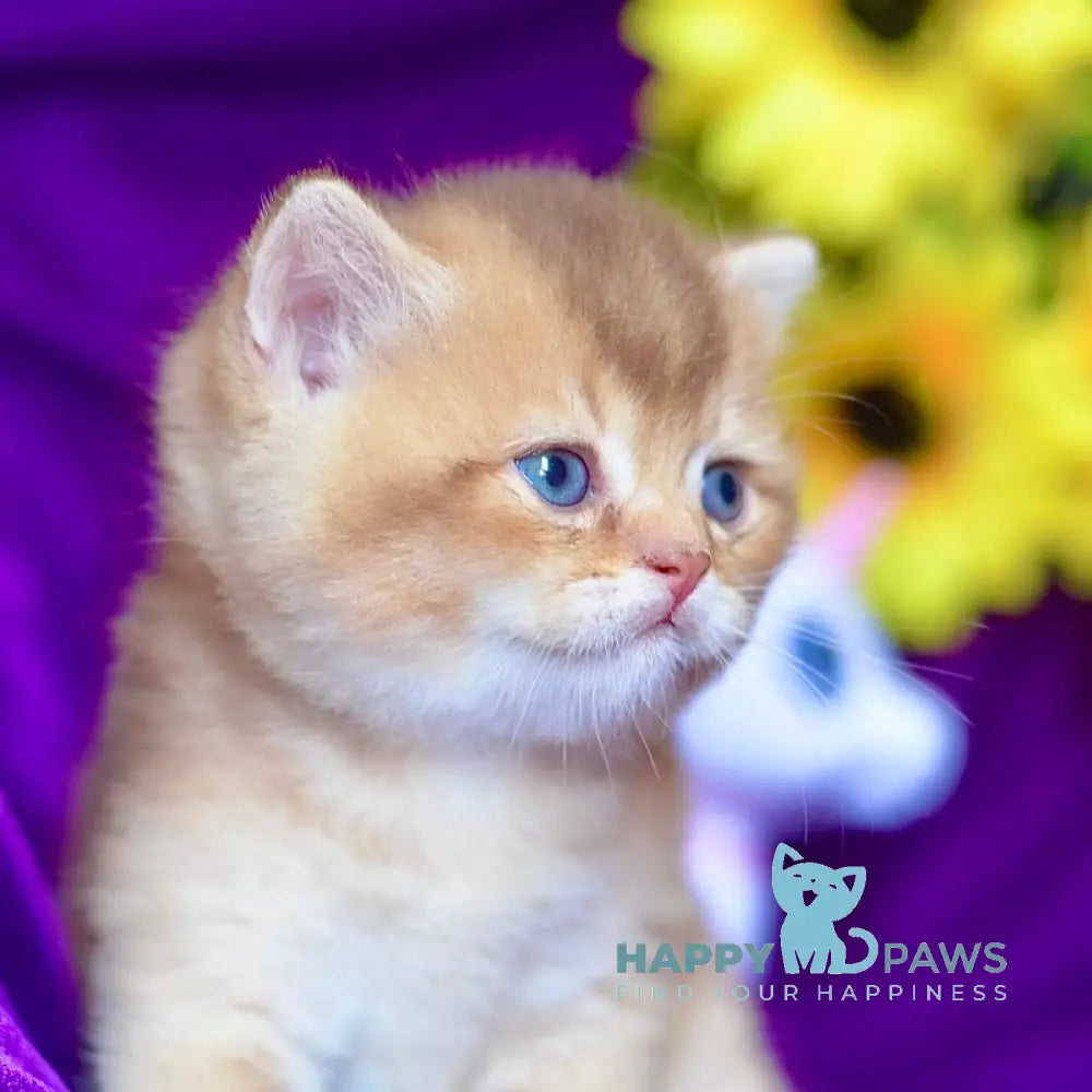 Quentin British Shorthair male chocolate golden shaded live animals