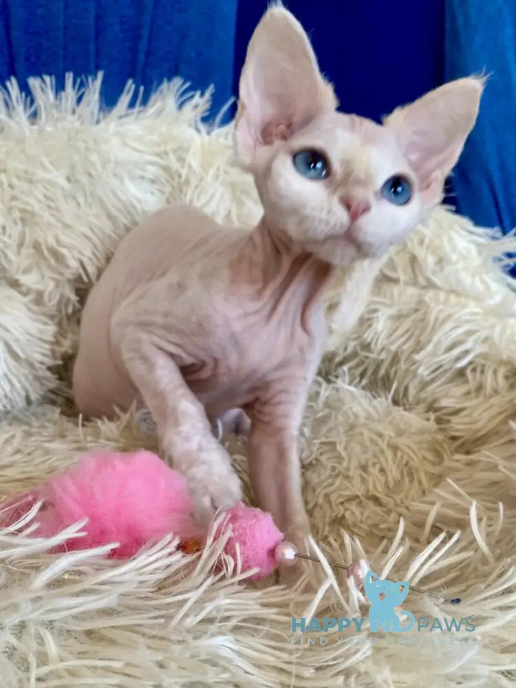 Quentin Devon Rex male cream van live animals