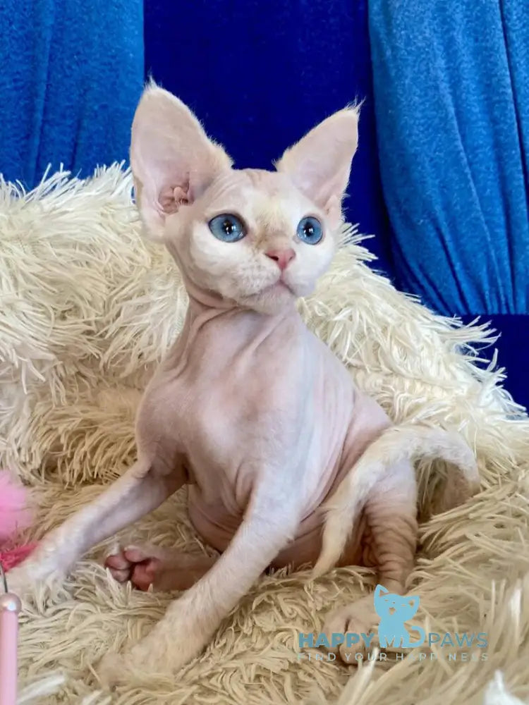Quentin Devon Rex male cream van live animals