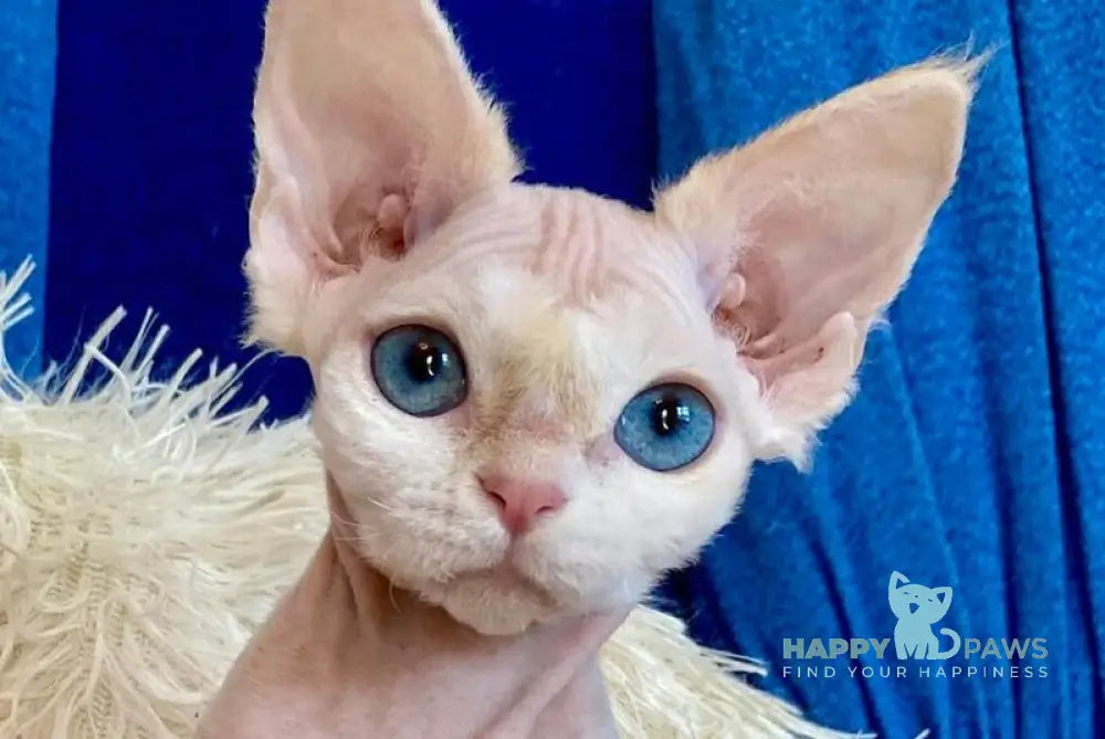 Quentin Devon Rex male cream van live animals