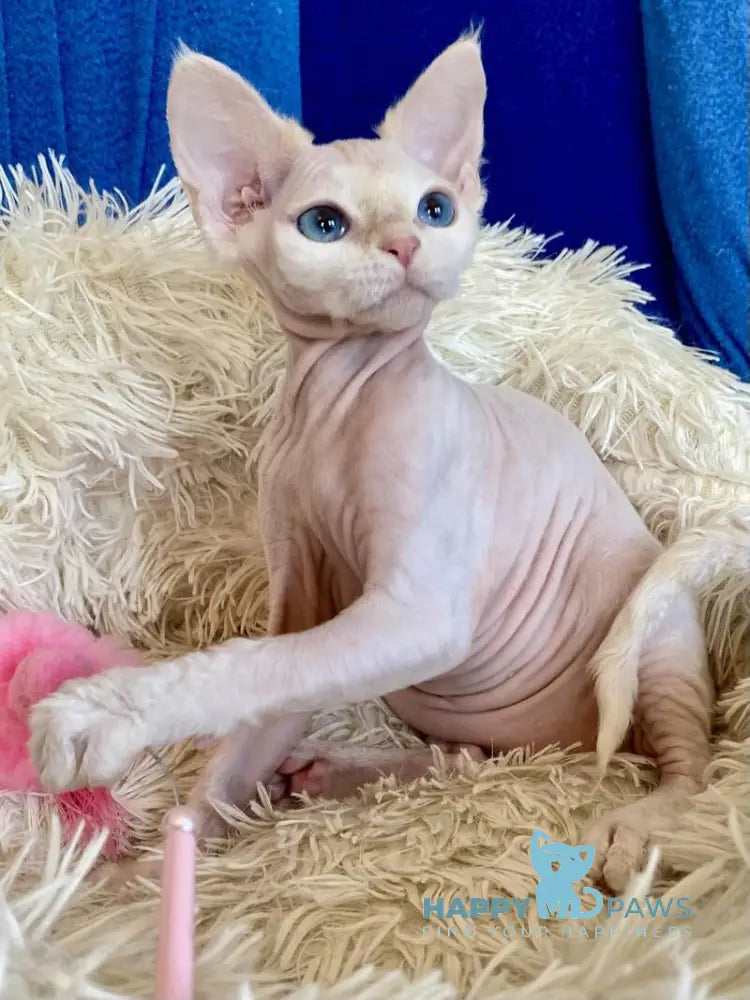 Quentin Devon Rex male cream van live animals