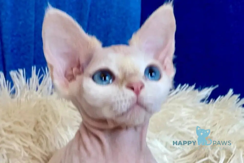 Quentin Devon Rex male cream van live animals