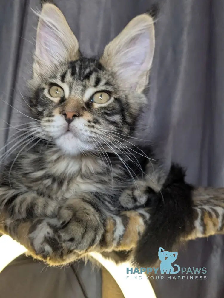 Quentin Maine Coon male black silver tabby live animals