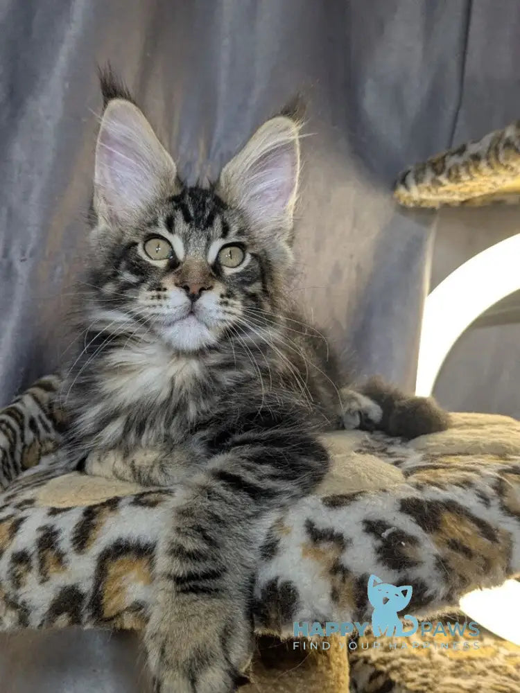 Quentin Maine Coon male black silver tabby live animals