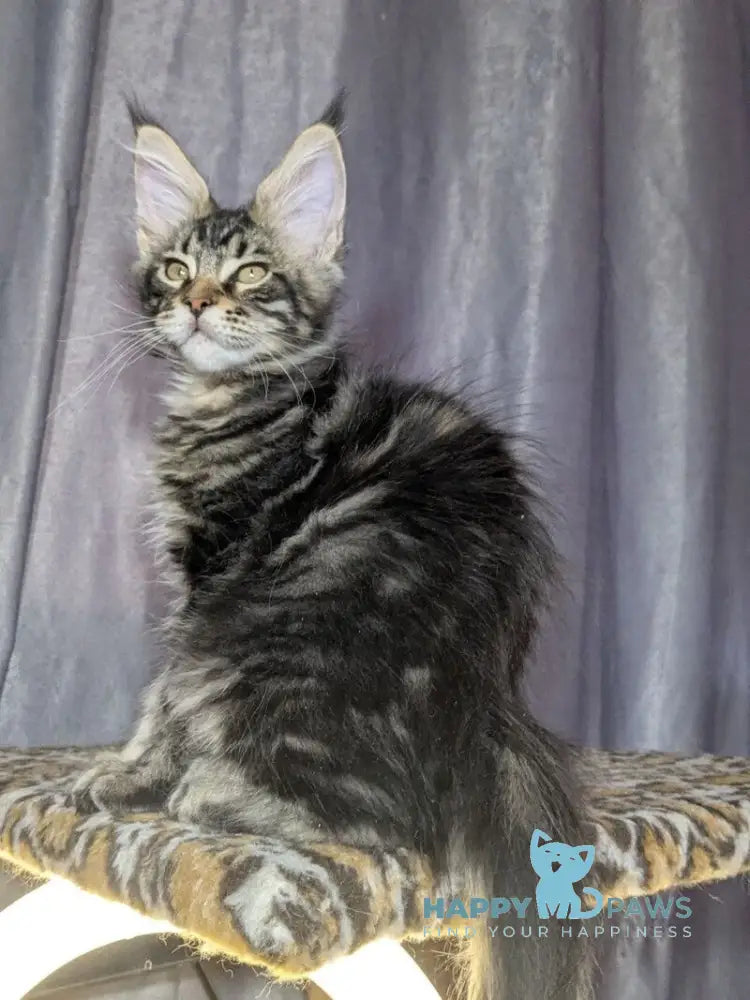 Quentin Maine Coon male black silver tabby live animals